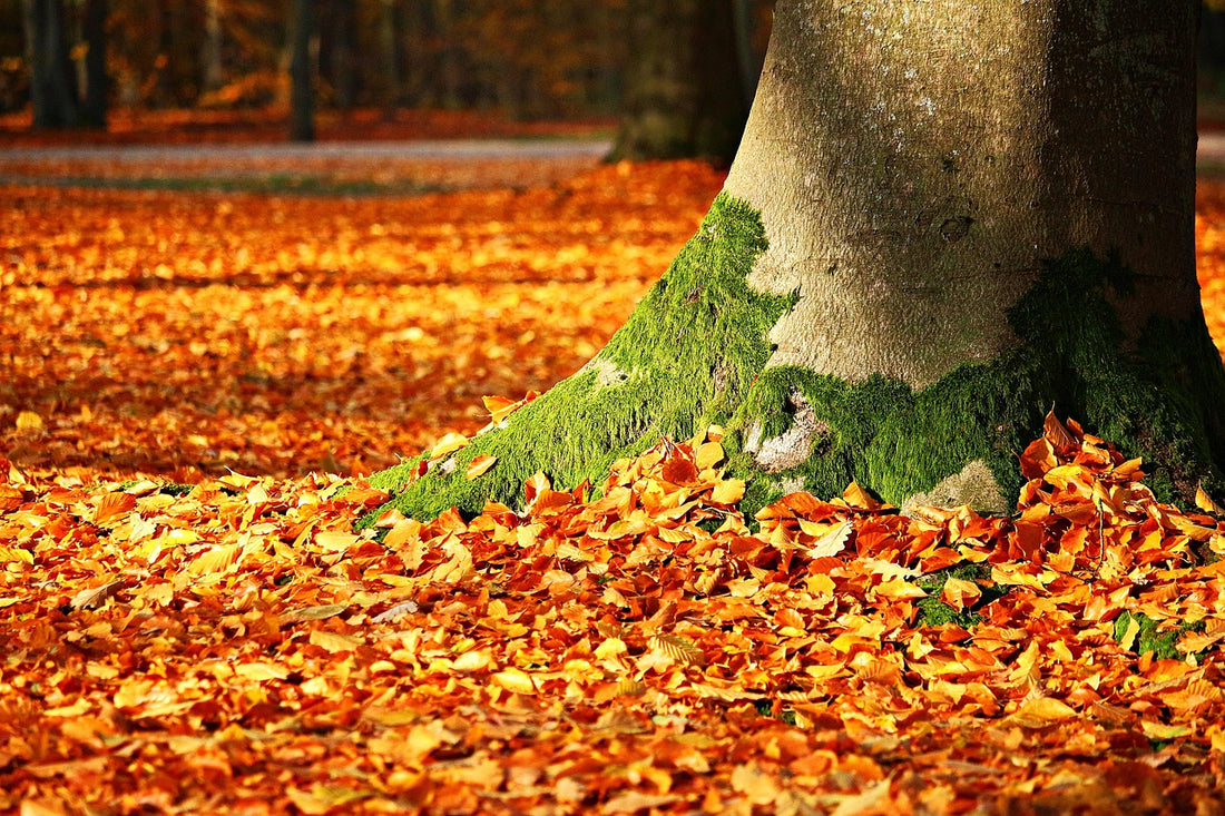 Co zrobić z opadłymi liśćmi?