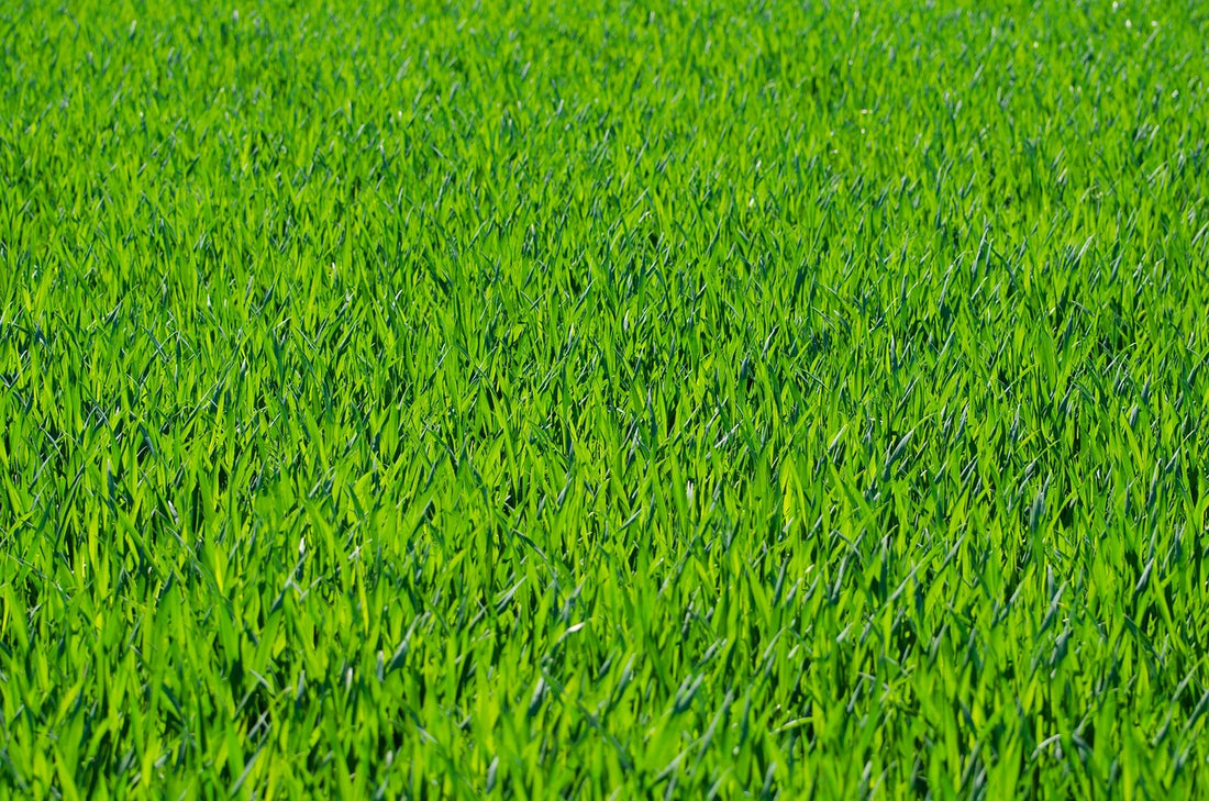Jak zlikwidować żółte plamy na trawniku?