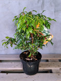 Pieris japoński Red Mill — zdjęcie 2