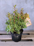Pieris japoński Little Heath — zdjęcie 2