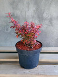 Berberys Thunberga Pink Bird PBR — zdjęcie 2