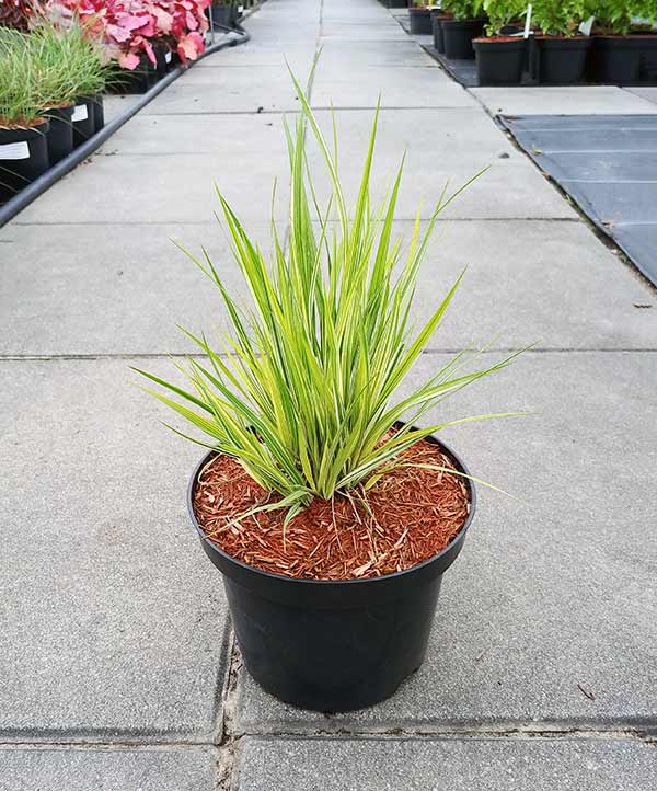 Trzęślica modra Variegata — zdjęcie 2