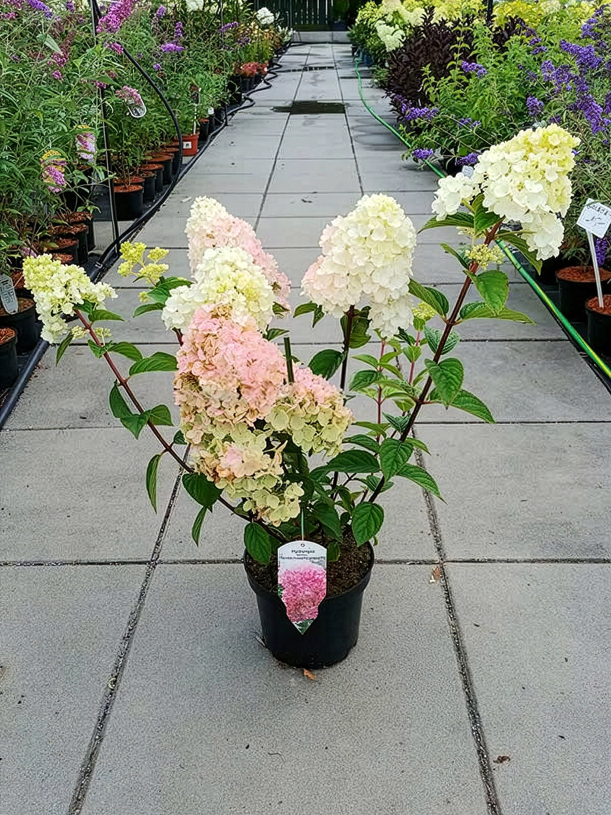 Hortensja bukietowa SUNDAE FRAISE Rensun ® — zdjęcie 2