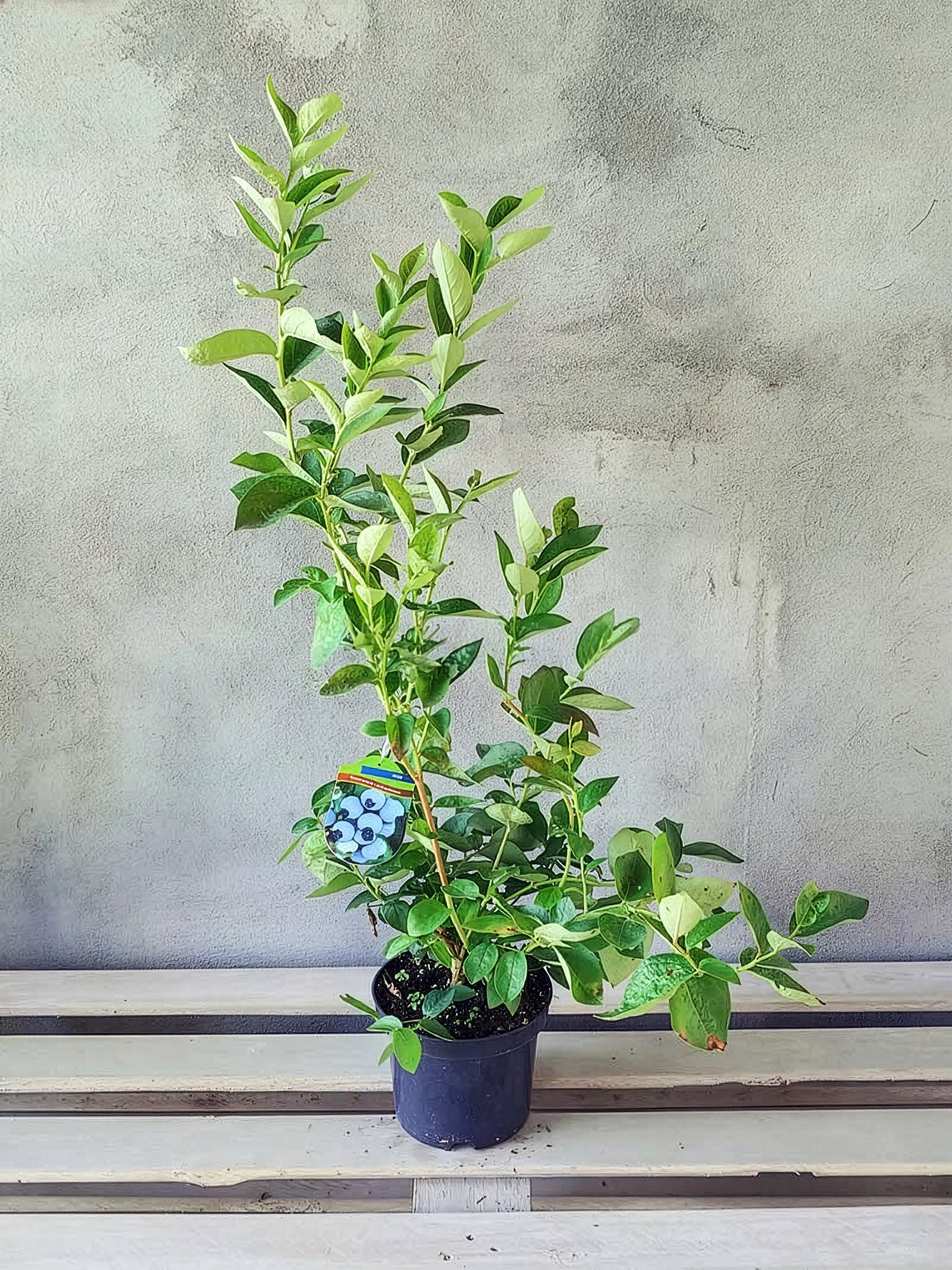 Borówka amerykańska Bluejay — zdjęcie 2
