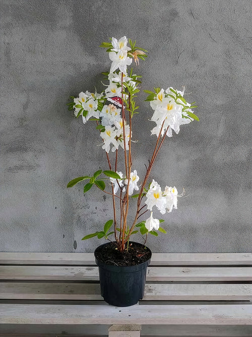 Azalia wielkokwiatowa Schneegold — zdjęcie 2