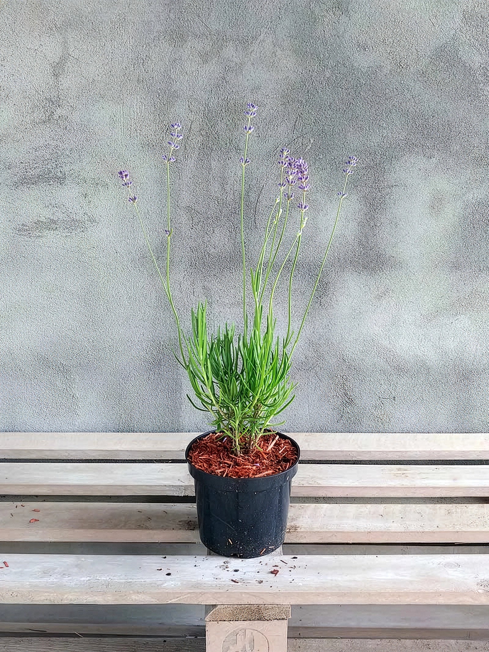 Lawenda wąskolistna Dwarf Blue — zdjęcie 2