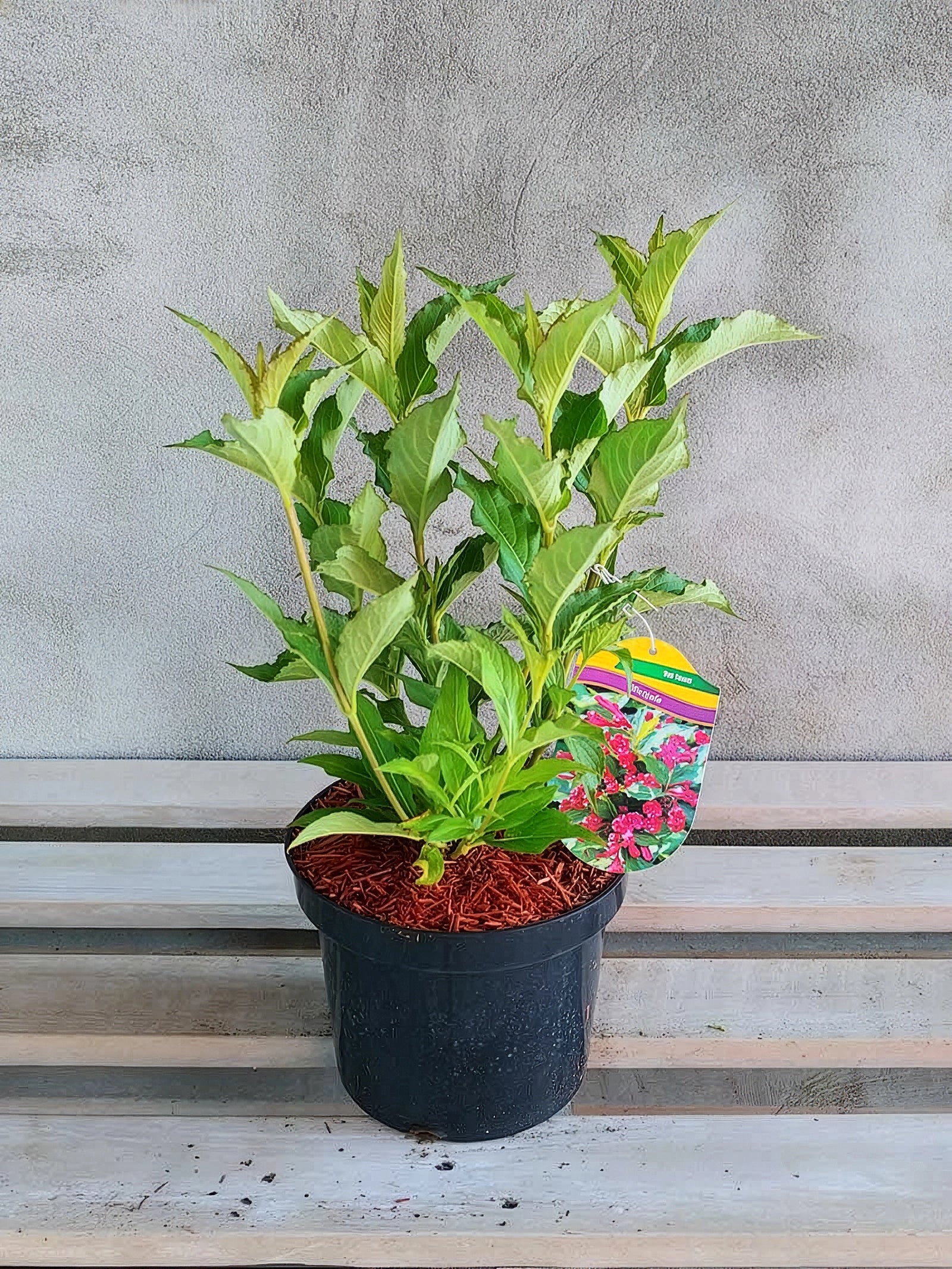 Krzewuszka cudowna Red Prince — zdjęcie 2