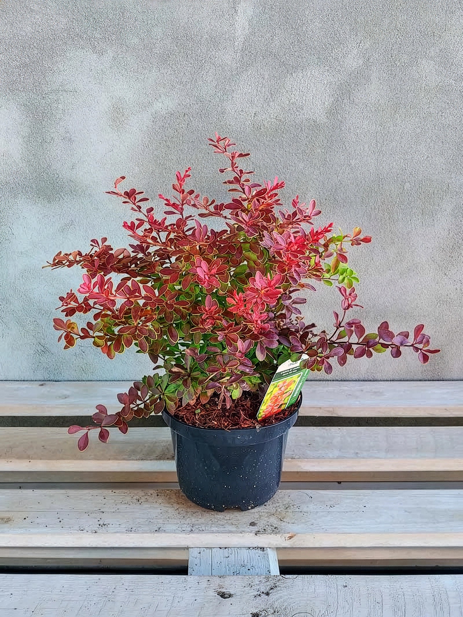 Berberys Thunberga Coral PBR — zdjęcie 2