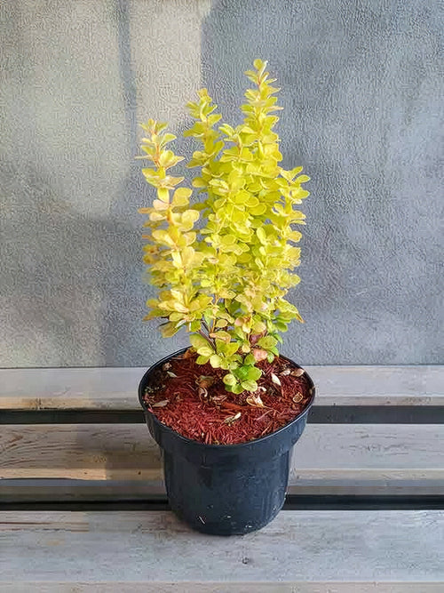 Berberys Thunberga Maria PBR — zdjęcie 2