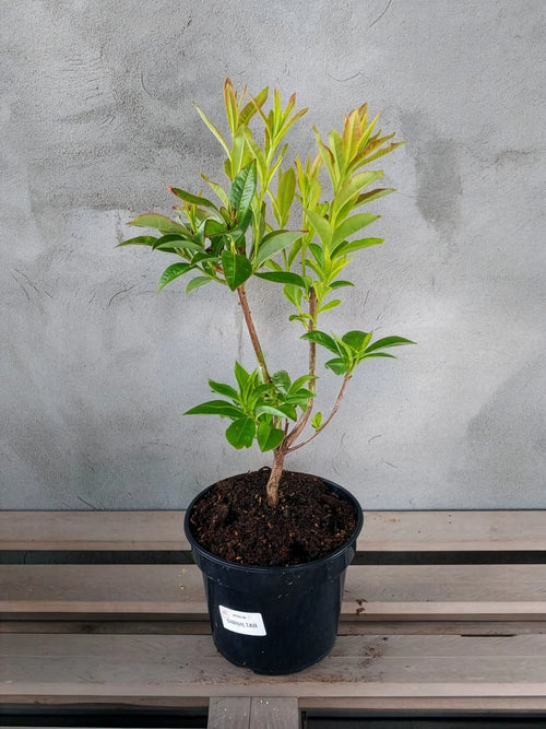 Azalia wielkokwiatowa Gibraltar — zdjęcie 2