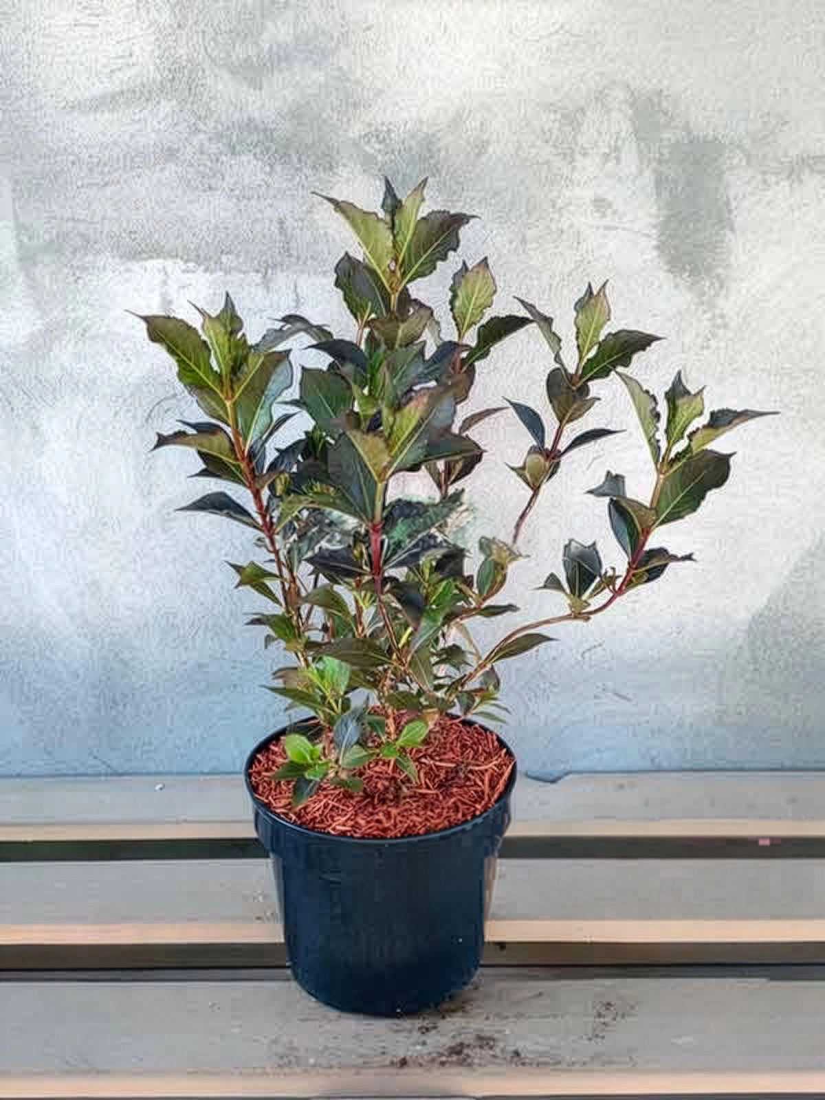 Krzewuszka cudowna Nana Purpurea — zdjęcie 2