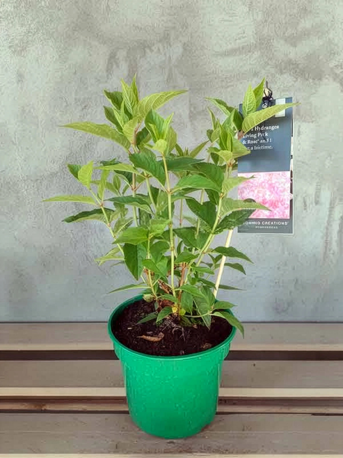 Hortensja bukietowa Living Pink & Rose ® — zdjęcie 2