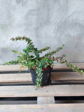 Berberys Thunberga Green Carpet — zdjęcie 2