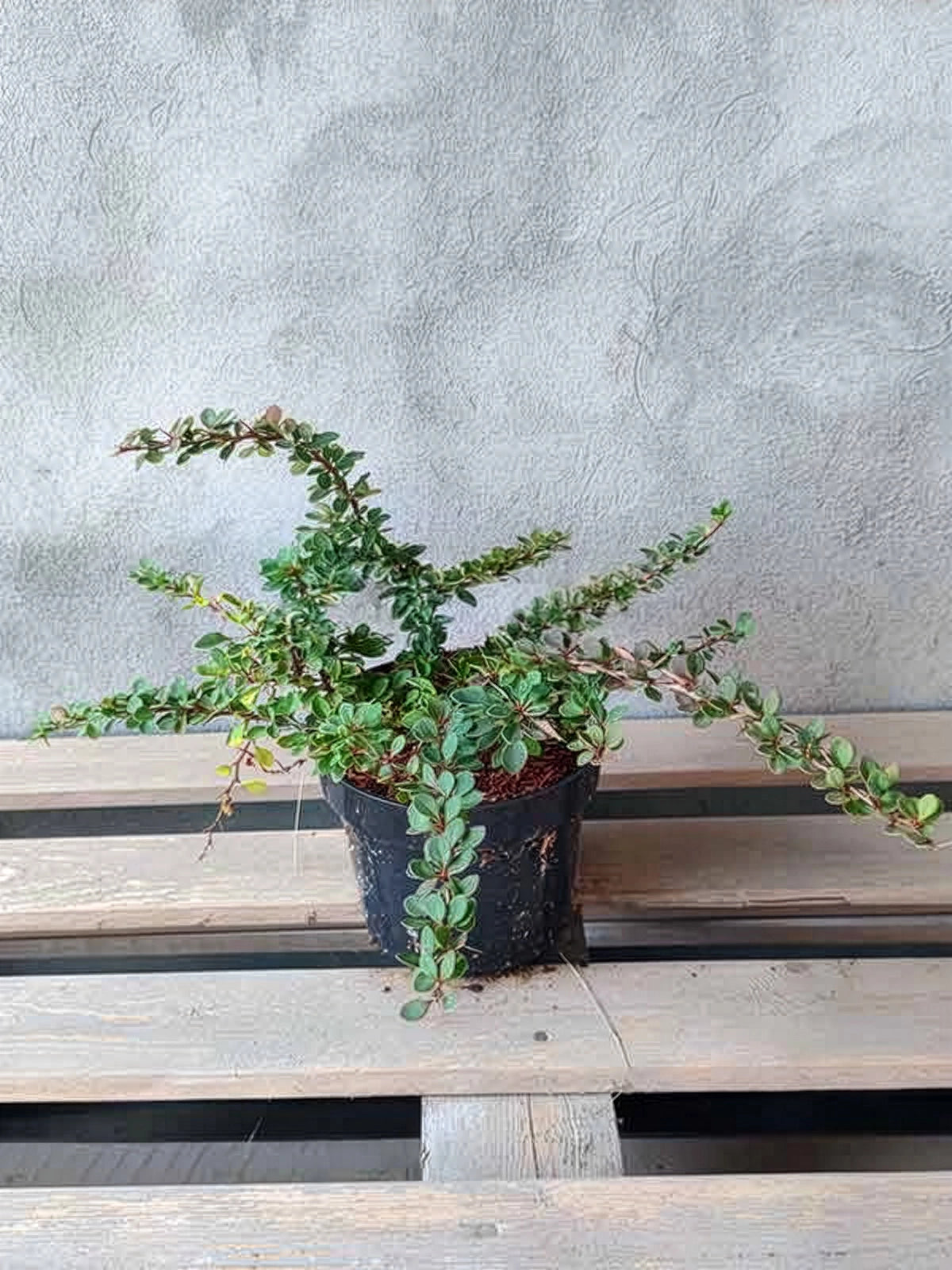 Berberys Thunberga Green Carpet — zdjęcie 2