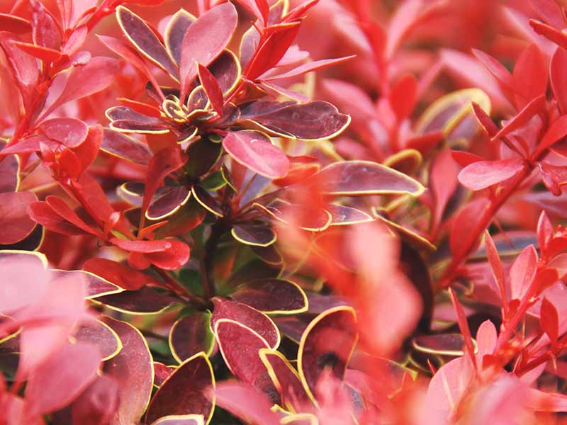 Berberys Thunberga Coral PBR — zdjęcie 4
