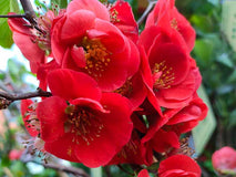 Pigwowiec pośredni Crimson and Gold — zdjęcie 3
