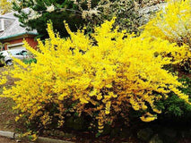 Forsycja pośrednia Goldzauber