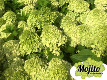 Hortensja bukietowa Mojito PBR  — zdjęcie 6