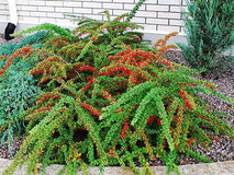 Berberys Thunberga Green Carpet — zdjęcie 3