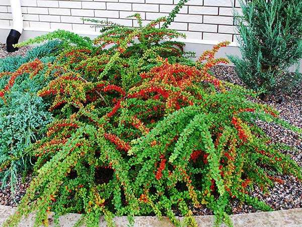 Berberys Thunberga Green Carpet — zdjęcie 3