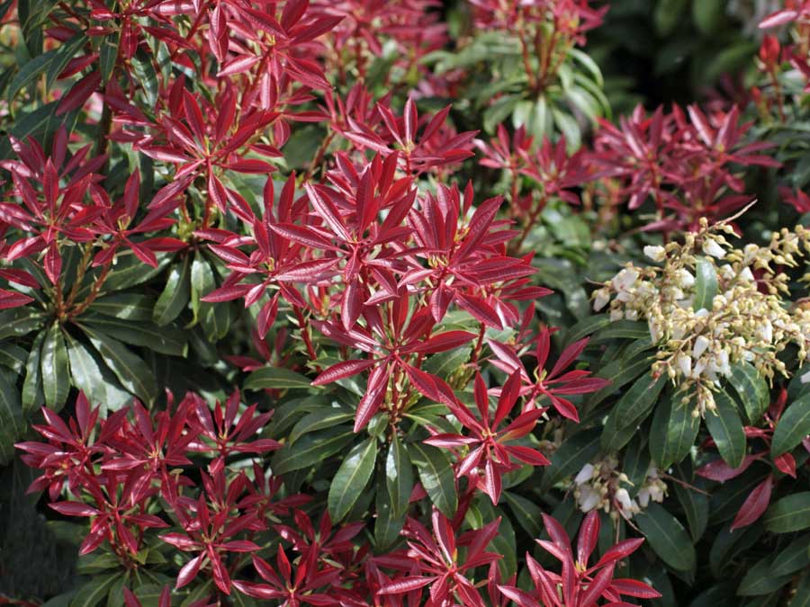 Pieris japoński Red Mill
