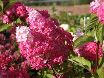 Hortensja bukietowa FRAISE MELBA® Renba PBR
