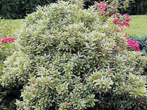 Pieris japoński Little Heath