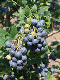 Borówka amerykańska Bluecrop — zdjęcie 3