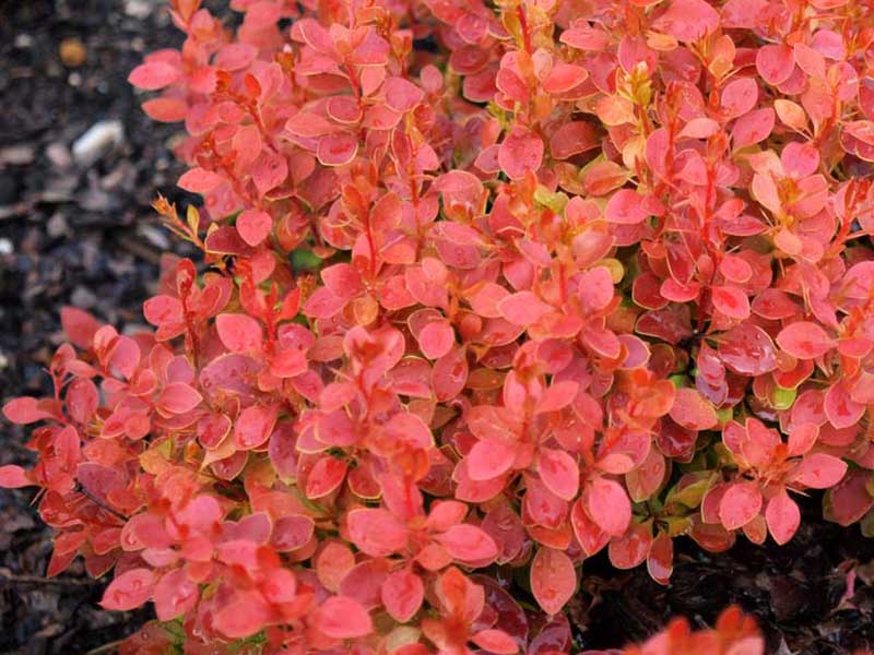 Berberys Thunberga Coral PBR — zdjęcie 3
