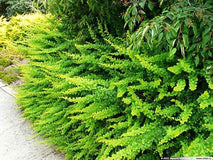 Berberys Thunberga Green Carpet — zdjęcie 4
