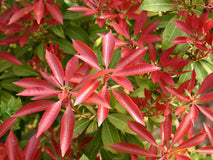 Pieris japoński Red Mill — zdjęcie 6