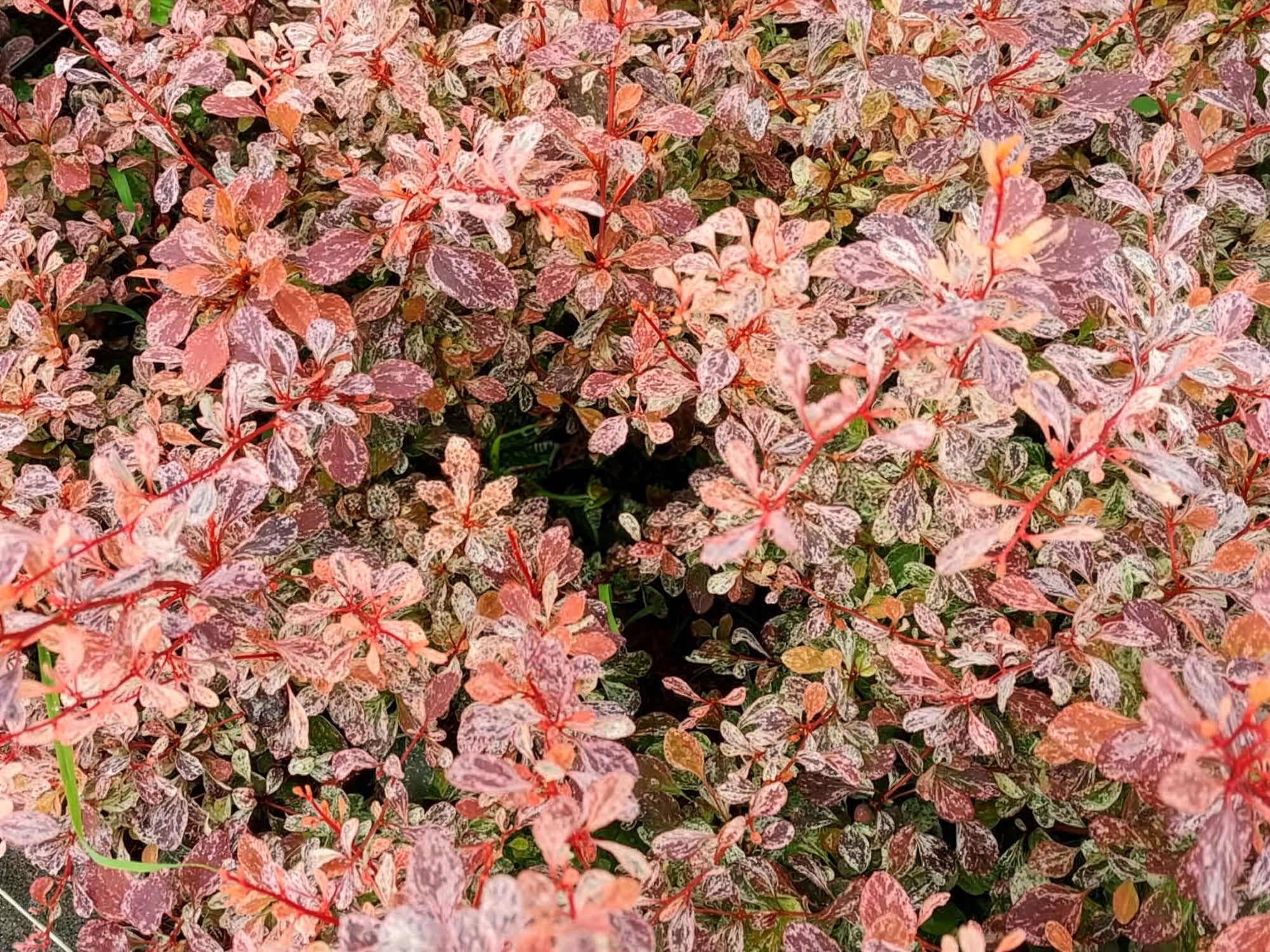 Berberys Thunberga Pink Bird PBR