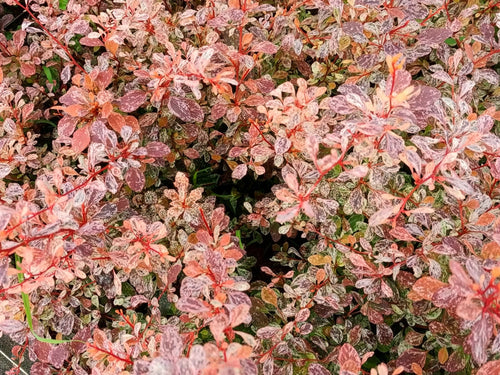 Berberys Thunberga Pink Bird PBR