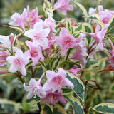 Krzewuszka cudowna Nana Variegata — zdjęcie 4