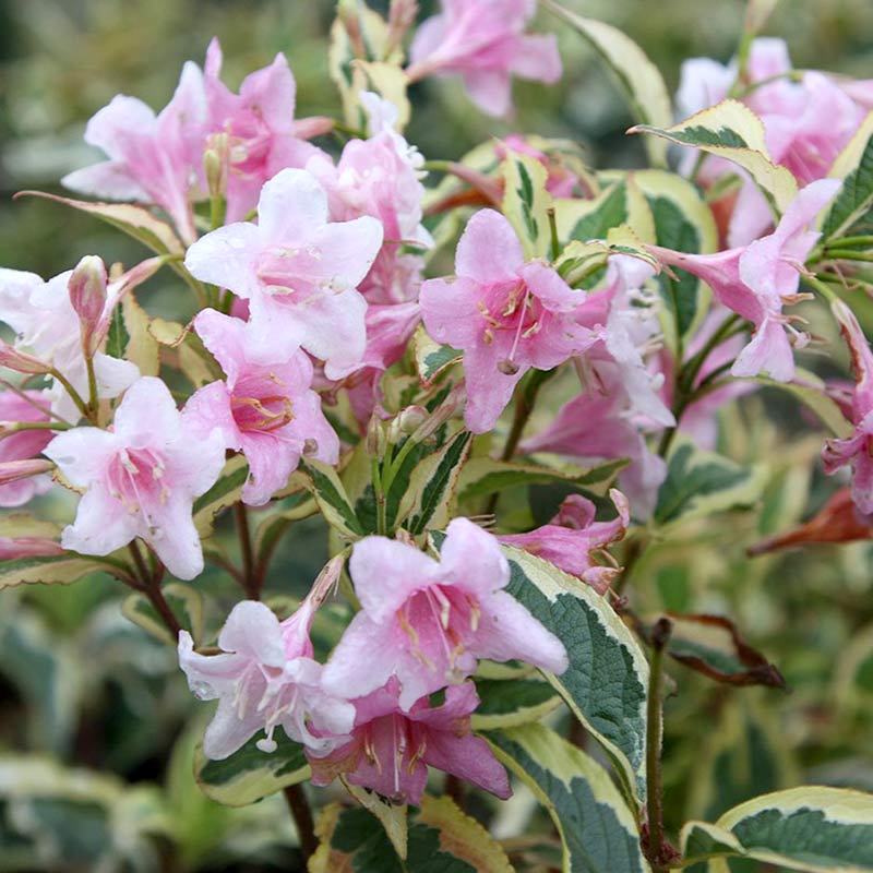 Krzewuszka cudowna Nana Variegata — zdjęcie 4