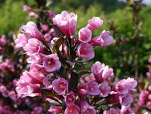 Krzewuszka cudowna Nana Purpurea — zdjęcie 3