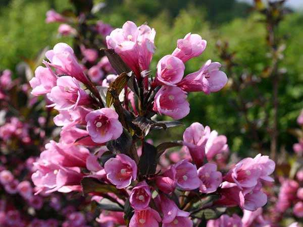 Krzewuszka cudowna Nana Purpurea — zdjęcie 3
