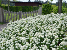 Tawuła brzozolistna — zdjęcie 3