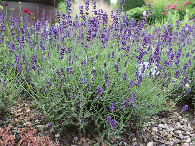 Lawenda wąskolistna Dwarf Blue — zdjęcie 3