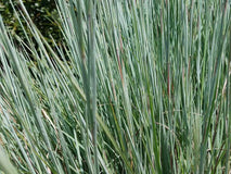 Palczatka miotlasta Prairie Blues — zdjęcie 3