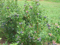 Borówka amerykańska Bluejay — zdjęcie 4