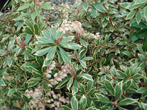 Pieris japoński Little Heath — zdjęcie 3