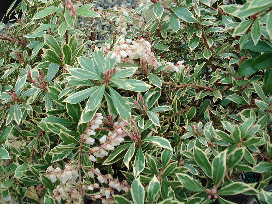 Pieris japoński Little Heath — zdjęcie 3