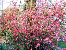 Pigwowiec pośredni Pink Trail — zdjęcie 3