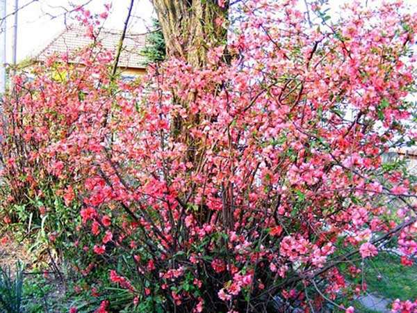 Pigwowiec pośredni Pink Trail — zdjęcie 3