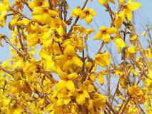 Forsycja pośrednia Goldzauber — zdjęcie 3