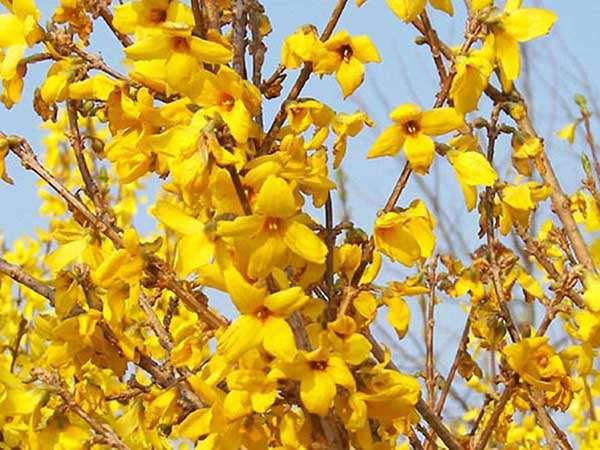 Forsycja pośrednia Goldzauber — zdjęcie 3