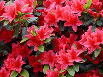 Azalia japońska Geisha Orange — zdjęcie 4