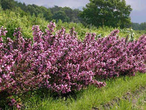 Krzewuszka cudowna Nana Purpurea — zdjęcie 4