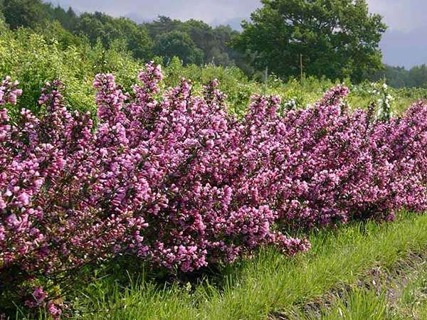 Krzewuszka cudowna Nana Purpurea — zdjęcie 4